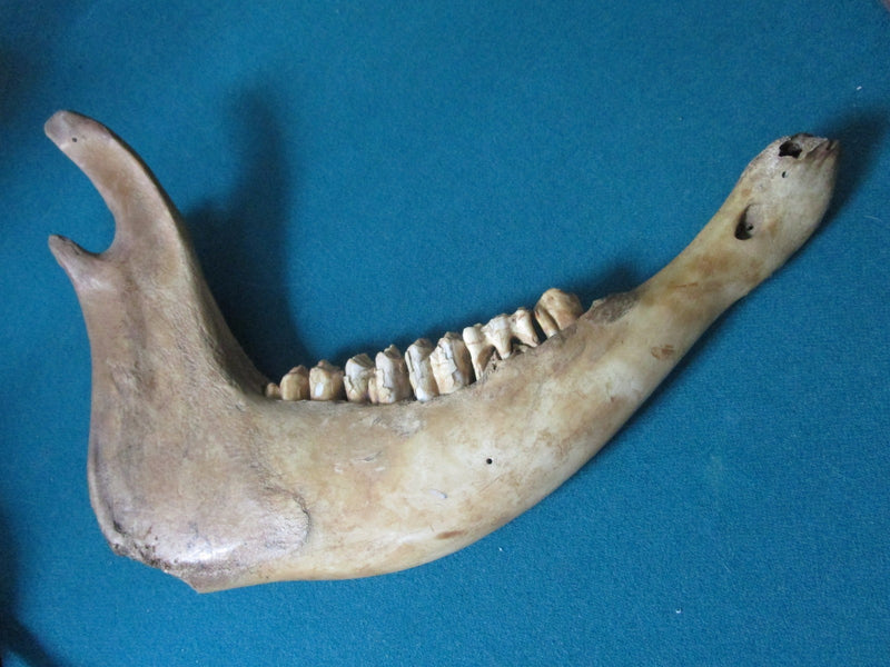 JAWBONE HANDPAINTED WITH AMERICAN INDIAN/MEXICAN DETAILS