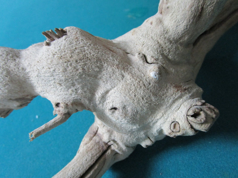 Natural decorative driftwood18" long by 10" tall