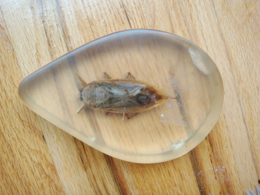 Acrylic Paperweight Gigantic Waterbug, Acrylic In The Shape Of A Drop [PPWC]