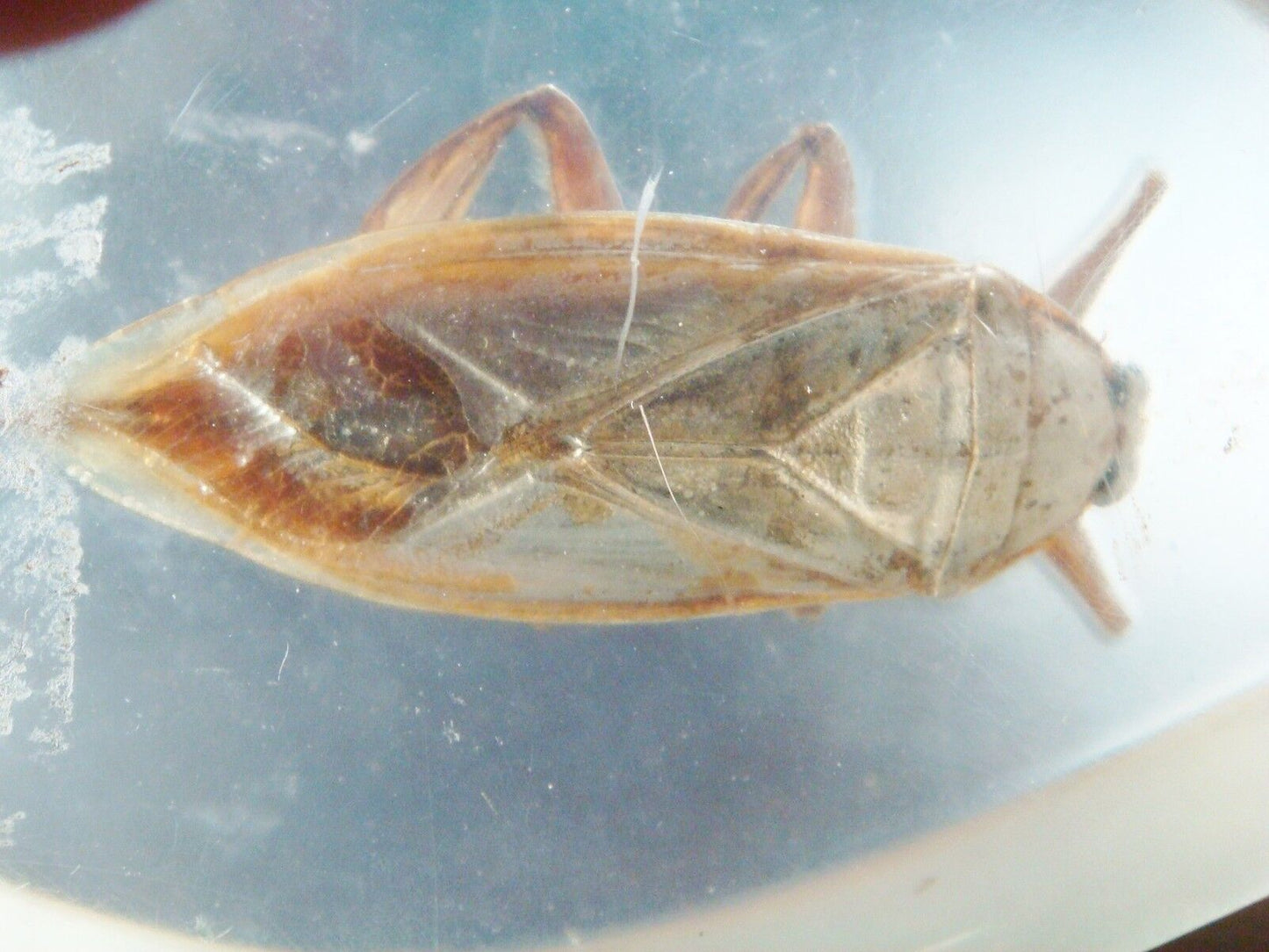 Acrylic paperweight gigantic waterbug, acrylic in the shape of a drop