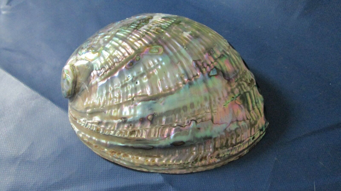 Abalone sea shell polished iridescent topside, NATURAL HOLES.  7 X 6"