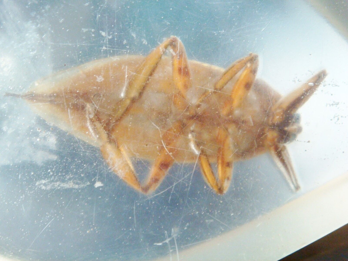 Acrylic paperweight gigantic waterbug, acrylic in the shape of a drop