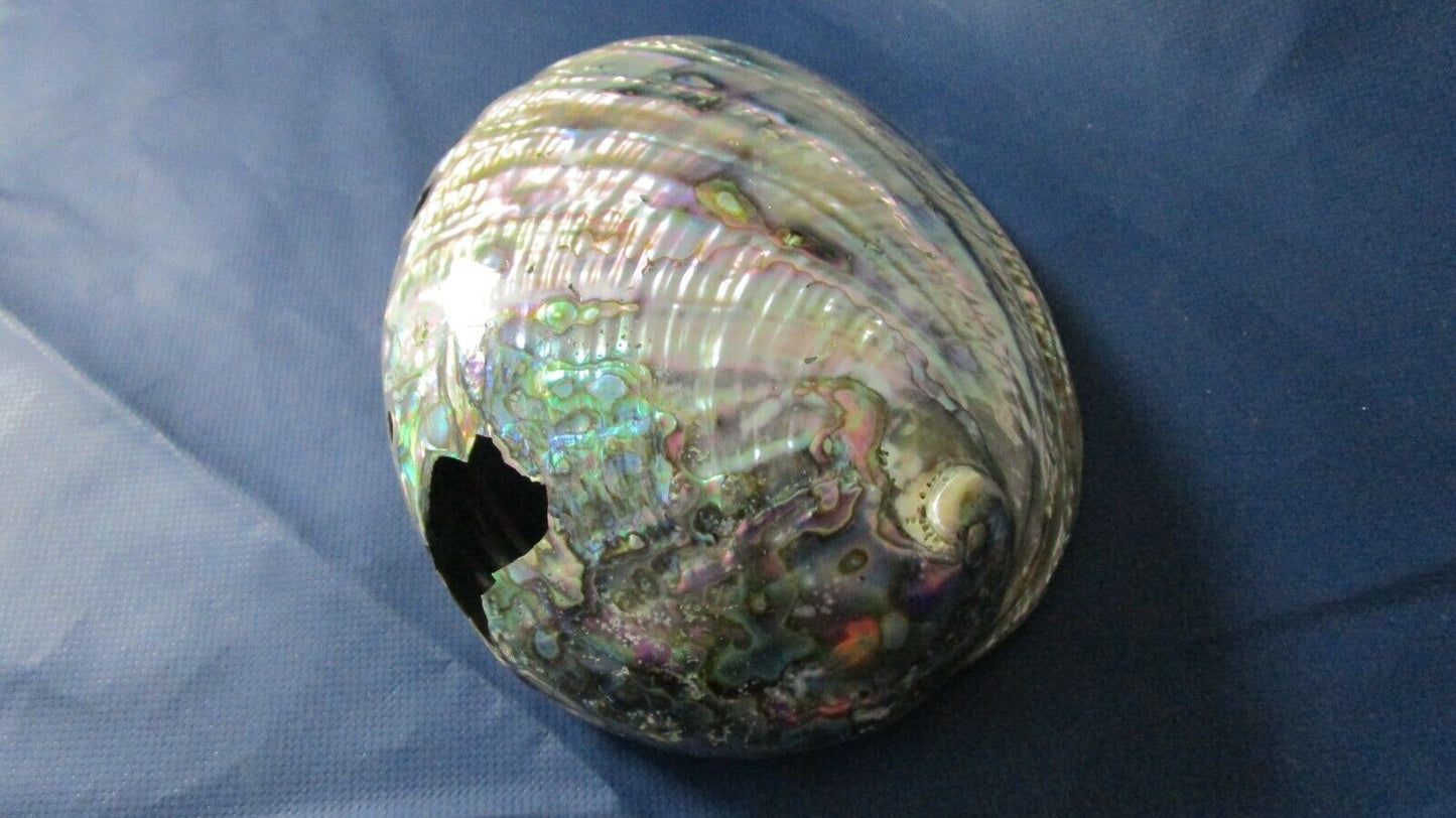 Abalone sea shell polished iridescent topside, NATURAL HOLES.  7 X 6"