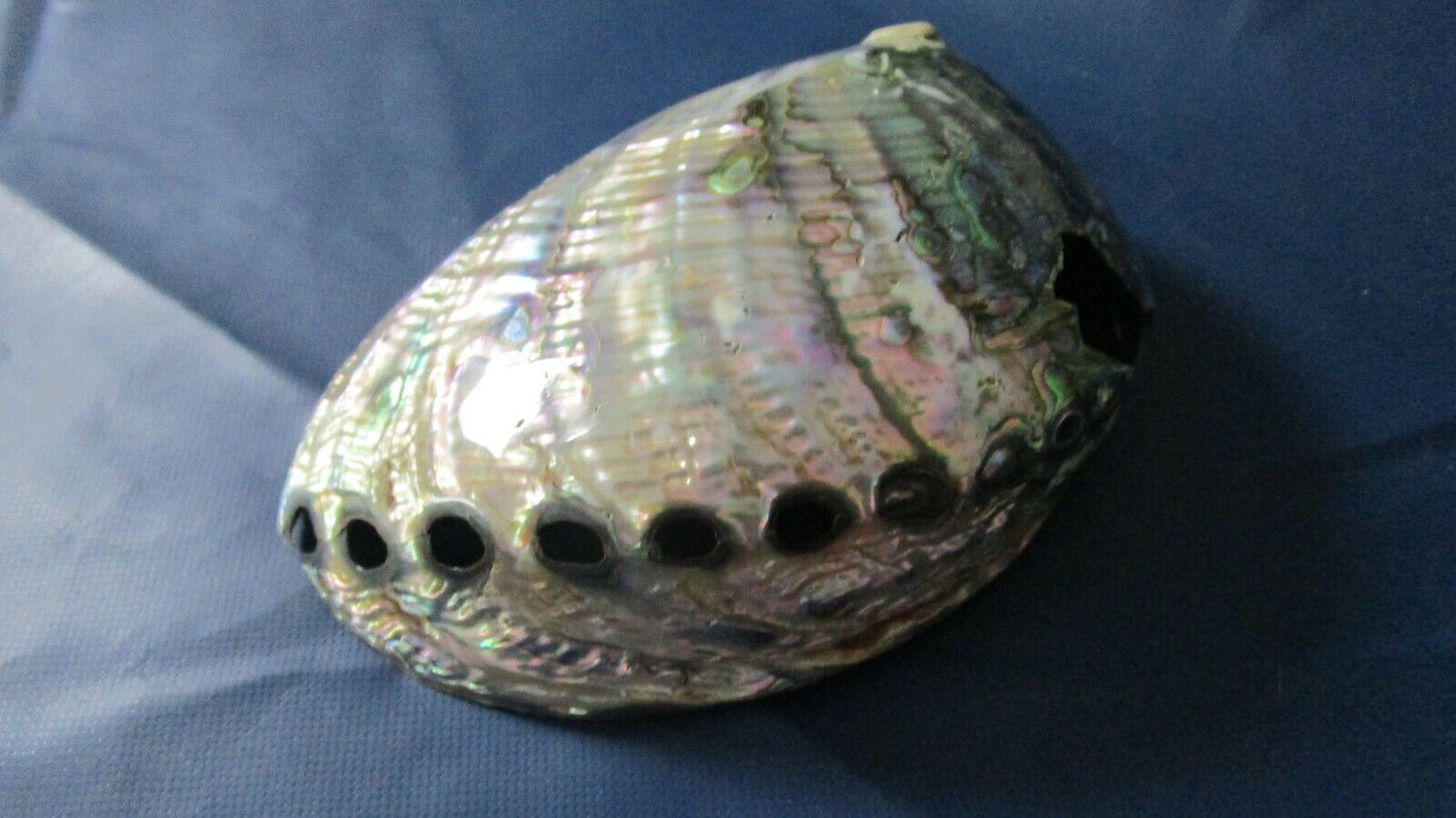 Abalone sea shell polished iridescent topside, NATURAL HOLES.  7 X 6"