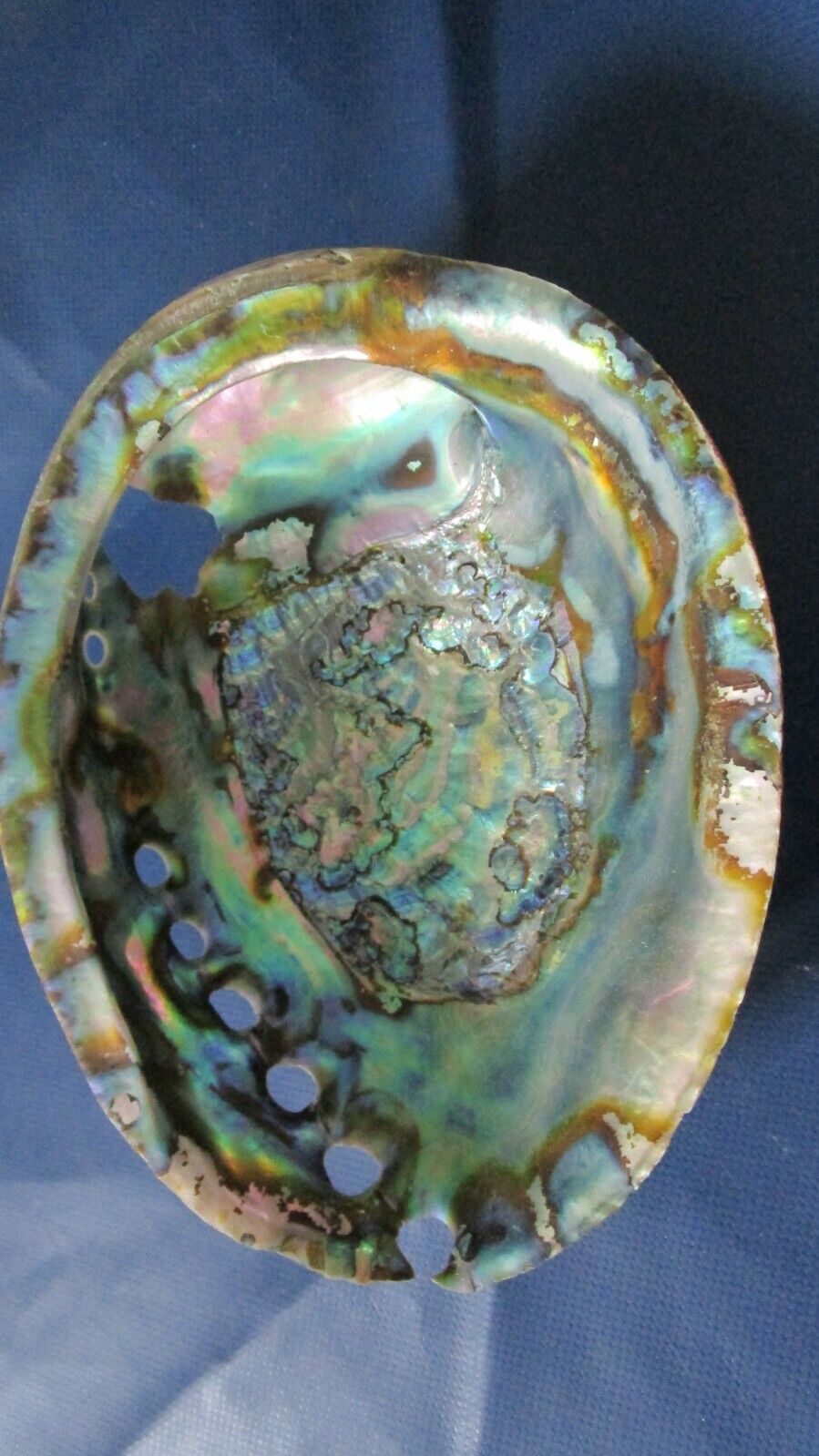 Abalone sea shell polished iridescent topside, NATURAL HOLES.  7 X 6"